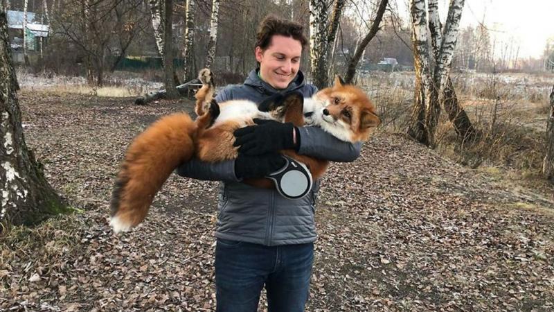 Mit nekünk veszettség... A rókasimogatás most a trend, egy újabb őrület hódít teret - de vajon valóban biztonságos ez a szenvedély?