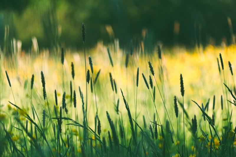 Kőszegen egy különleges eseményre kerül sor: a Gyepgazdálkodási Szakmai Napra. Az Agrotrend rendezvénye izgalmas programmal és értékes szakmai előadásokkal várja az érdeklődőket. Ne hagyja ki ezt a lehetőséget, hogy bővítse tudását a gyepgazdálkodás terül