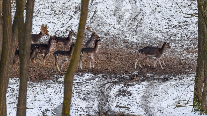 A magyar vadgazdálkodás a nemzetközi színtéren kiemelkedő helyet foglal el, nem csupán a hagyományai, hanem a korszerű megközelítései révén is. A helyi szakemberek elkötelezettsége és a fenntartható gyakorlatok alkalmazása hozzájárul ahhoz, hogy hazánk a 