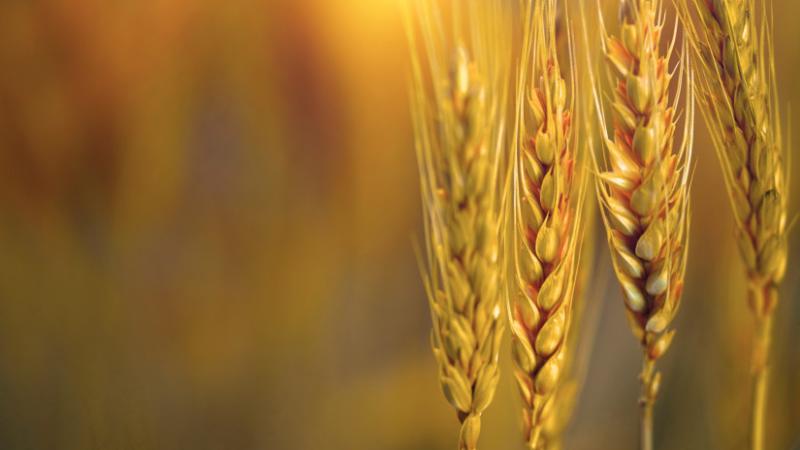 Figyelemre méltó ármozgások tapasztalhatók a mezőgazdasági piacon: mostantól ilyen áron juthatunk hozzá a búzához és kukoricához hazánkban - Agrárszektor.