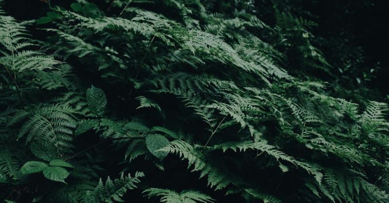 Fitobányászat: Új lehetőség a gazdák bevételi forrásainak bővítésére?

A fitobányászat, mint innovatív megoldás, új dimenziókat nyithat a mezőgazdaságban dolgozók számára. E módszer lényege, hogy a növények képesek felvenni a talajból és a vízből a nehézf