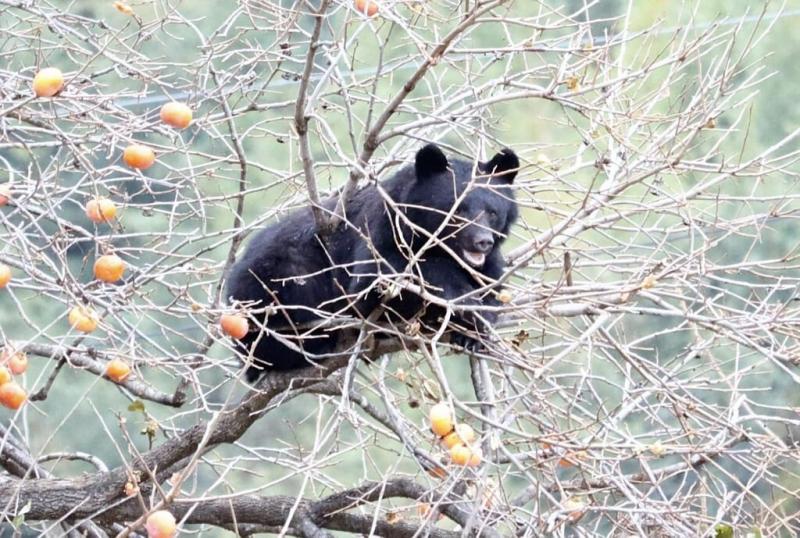 Egyedi megközelítéssel: Japán úttörő lépéseket tesz az agresszív medvék elriasztására, az innovációk világában járva. A legújabb technológiák, mint az ugató drónok és a mesterséges intelligencia, egyesülnek, hogy hatékonyan kezeljék ezt a kihívást. Ezek a